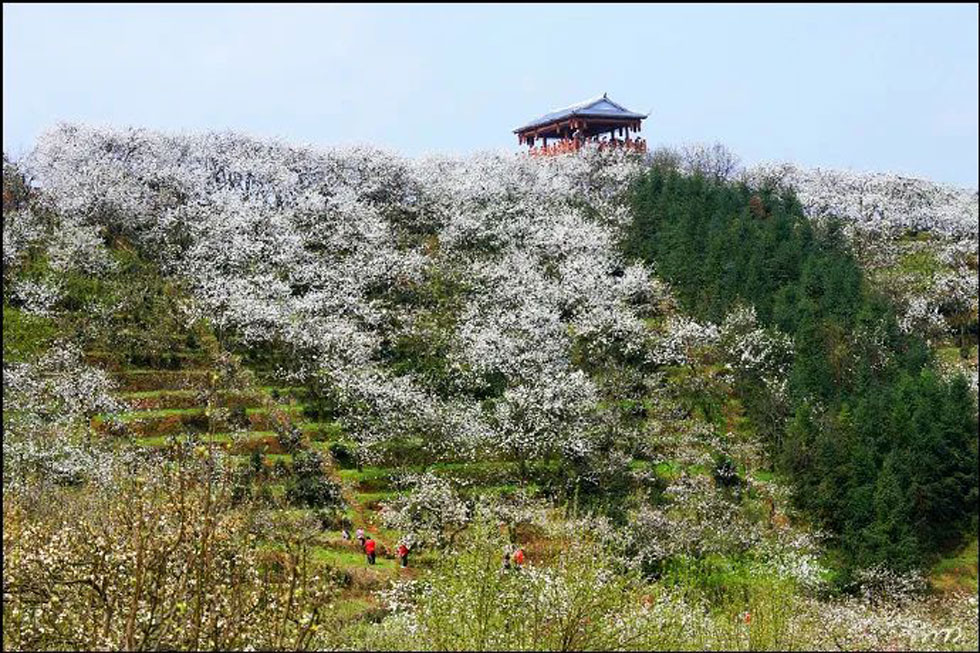【春天,广西桂林灌阳县向您发出邀请!】我们在灌阳看梨花 - 游山玩水 - 莆田生活社区 - 莆田28生活网 pt.28life.net