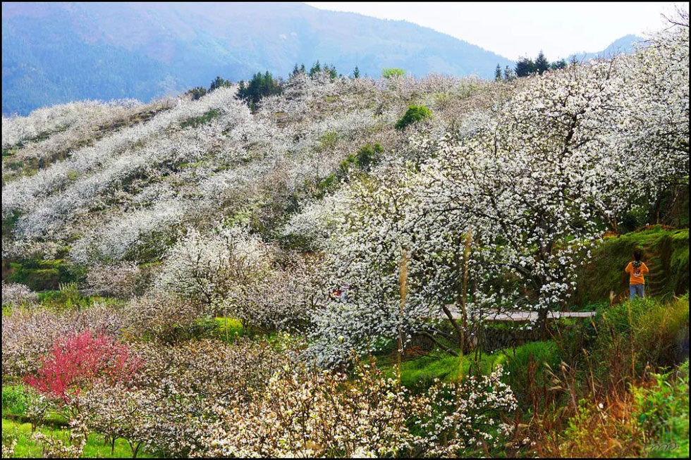 【春天,广西桂林灌阳县向您发出邀请!】我们在灌阳看梨花 - 游山玩水 - 莆田生活社区 - 莆田28生活网 pt.28life.net