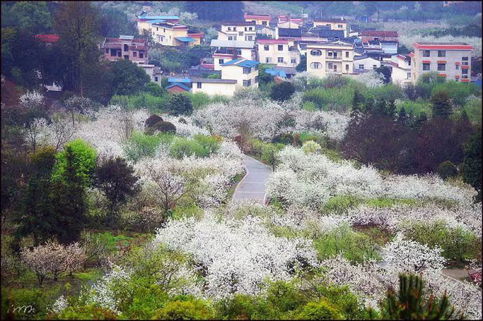 【春天,广西桂林灌阳县向您发出邀请!】我们在灌阳看梨花 - 游山玩水 - 莆田生活社区 - 莆田28生活网 pt.28life.net