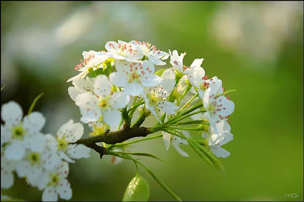 【春天,广西桂林灌阳县向您发出邀请!】我们在灌阳看梨花 - 游山玩水 - 莆田生活社区 - 莆田28生活网 pt.28life.net