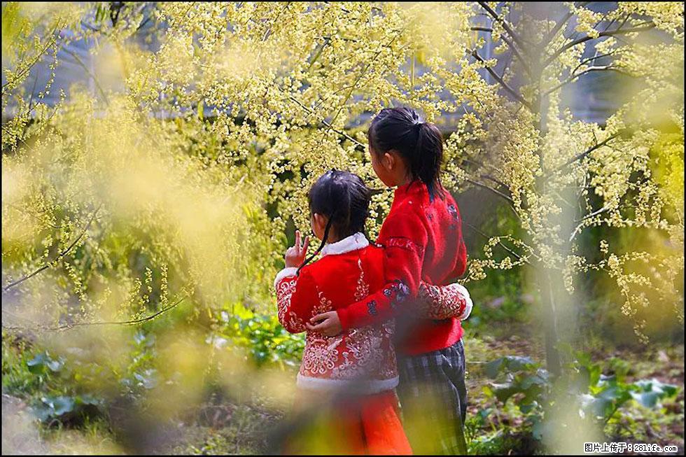 【春天，广西桂林灌阳县向您发出邀请！】米珠山前有片山苍子花在飘香 - 游山玩水 - 莆田生活社区 - 莆田28生活网 pt.28life.net