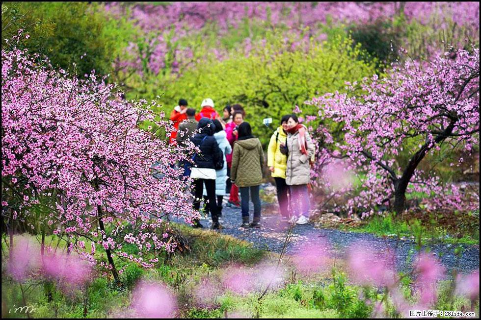 【春天，广西桂林灌阳县向您发出邀请！】官庄村有个醉美的桃花园 - 游山玩水 - 莆田生活社区 - 莆田28生活网 pt.28life.net