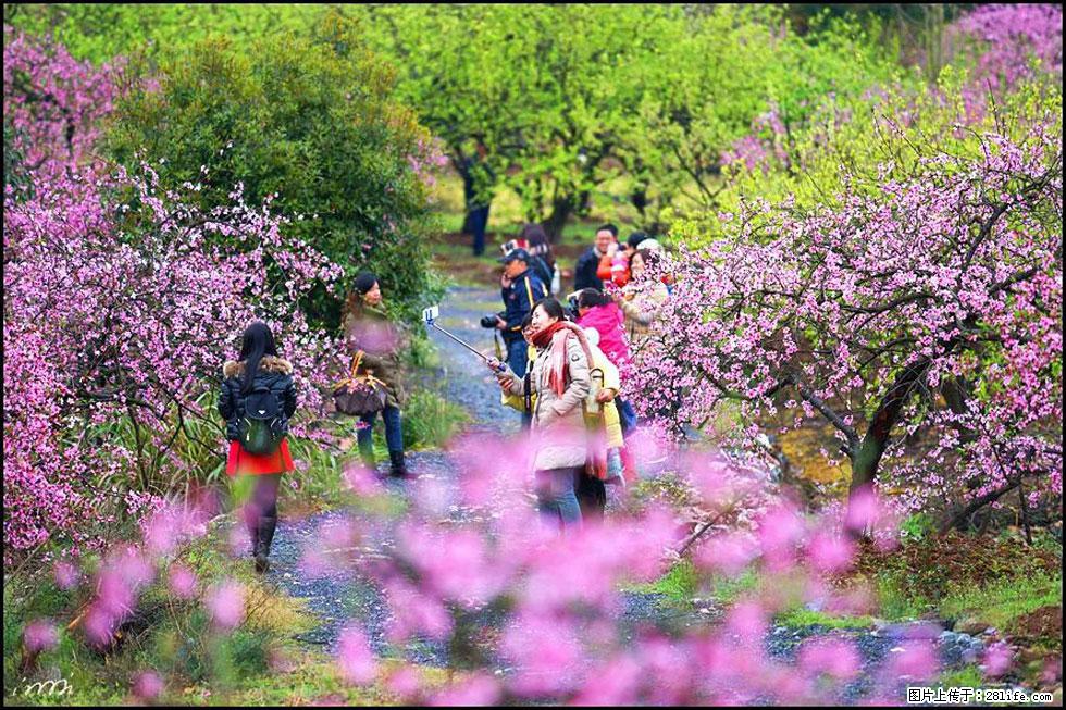 【春天，广西桂林灌阳县向您发出邀请！】官庄村有个醉美的桃花园 - 游山玩水 - 莆田生活社区 - 莆田28生活网 pt.28life.net
