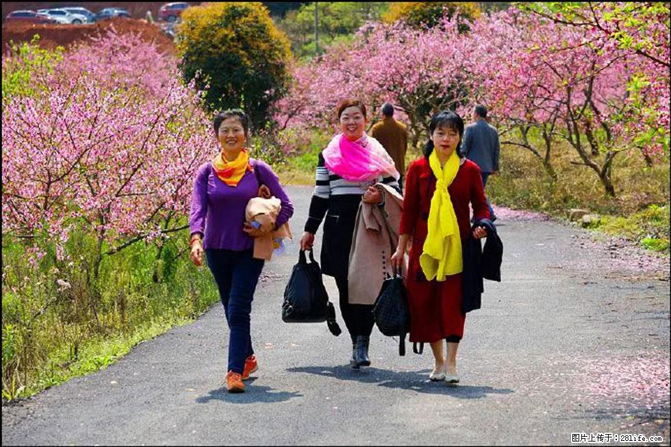 【春天，广西桂林灌阳县向您发出邀请！】官庄村有个醉美的桃花园 - 游山玩水 - 莆田生活社区 - 莆田28生活网 pt.28life.net