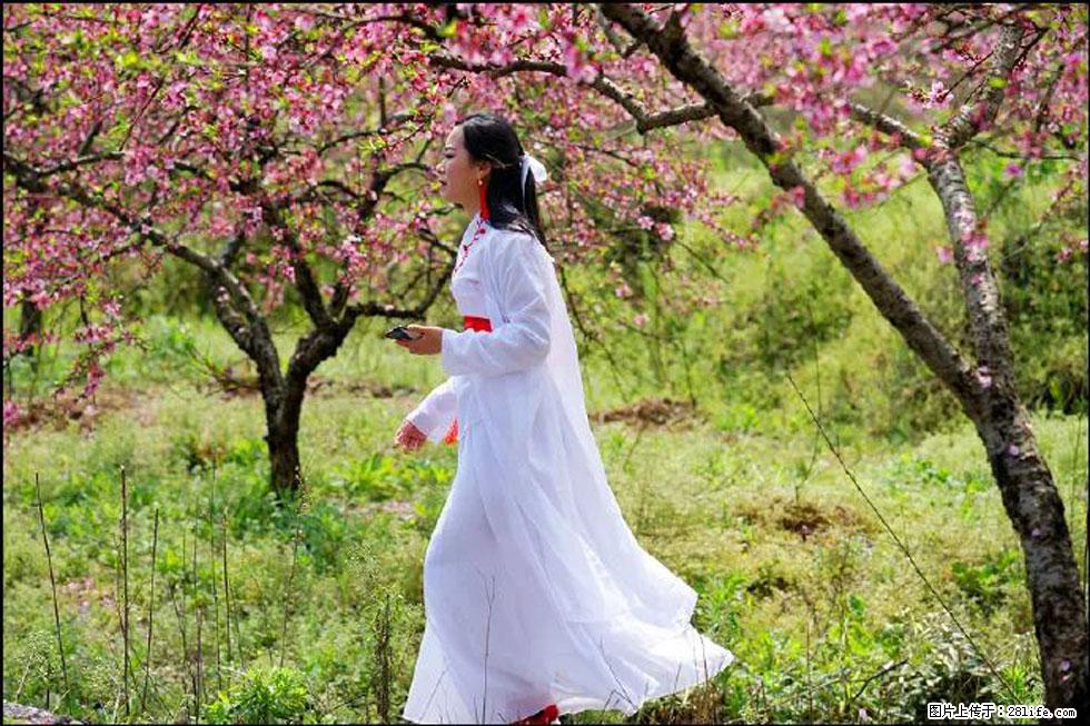【春天，广西桂林灌阳县向您发出邀请！】官庄村有个醉美的桃花园 - 游山玩水 - 莆田生活社区 - 莆田28生活网 pt.28life.net