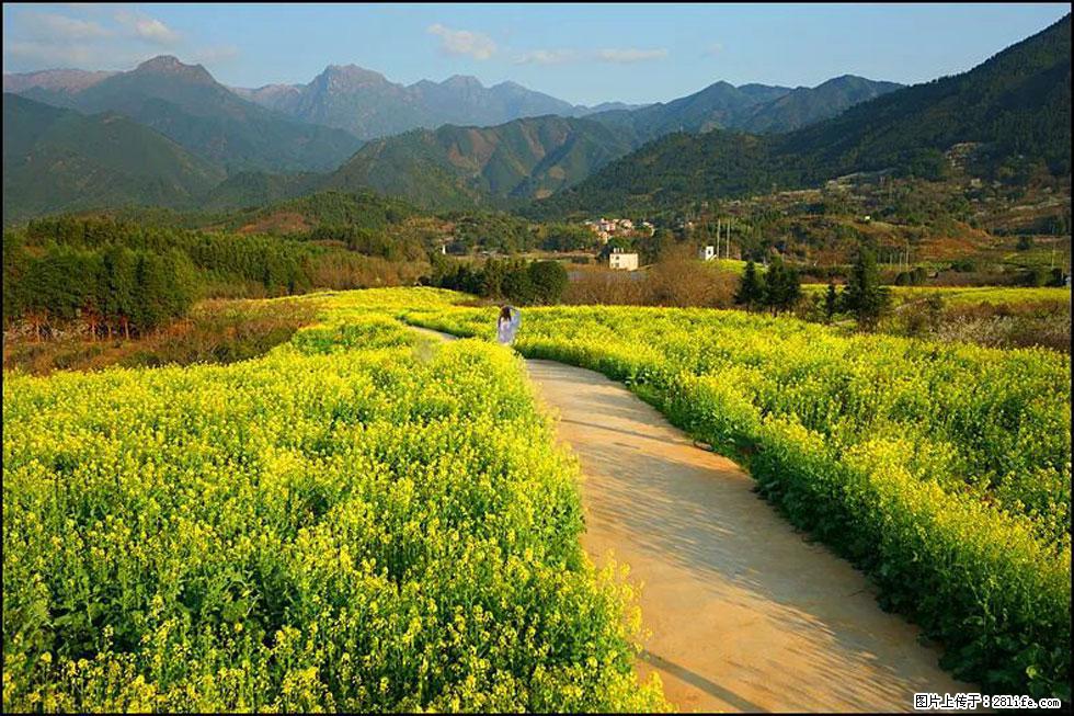 【春天，广西桂林灌阳县向您发出邀请！】长坪村油菜盛情花开 - 游山玩水 - 莆田生活社区 - 莆田28生活网 pt.28life.net
