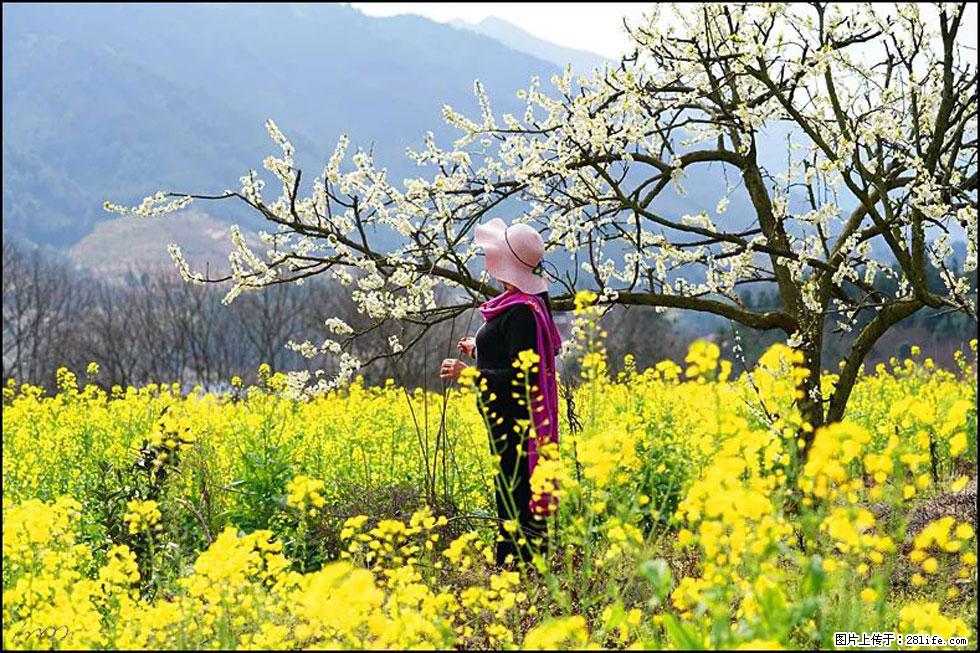 【春天，广西桂林灌阳县向您发出邀请！】长坪村油菜盛情花开 - 游山玩水 - 莆田生活社区 - 莆田28生活网 pt.28life.net