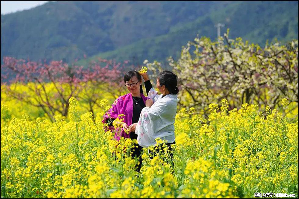 【春天，广西桂林灌阳县向您发出邀请！】长坪村油菜盛情花开 - 游山玩水 - 莆田生活社区 - 莆田28生活网 pt.28life.net