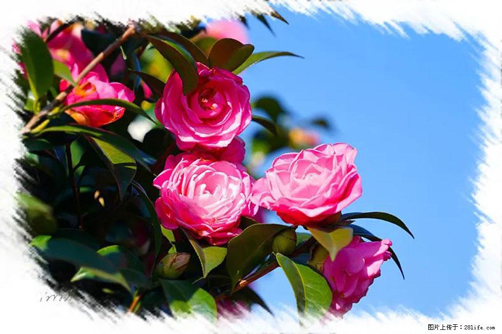 【春天，广西桂林灌阳县向您发出邀请！】杨柳井茶花惹人爱 - 游山玩水 - 莆田生活社区 - 莆田28生活网 pt.28life.net