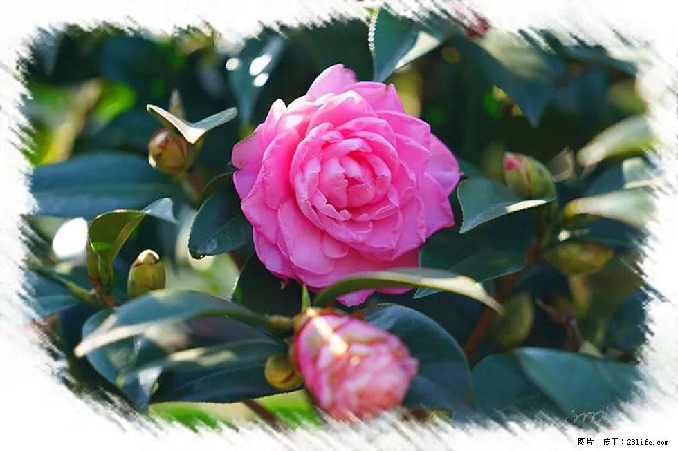 【春天，广西桂林灌阳县向您发出邀请！】杨柳井茶花惹人爱 - 游山玩水 - 莆田生活社区 - 莆田28生活网 pt.28life.net