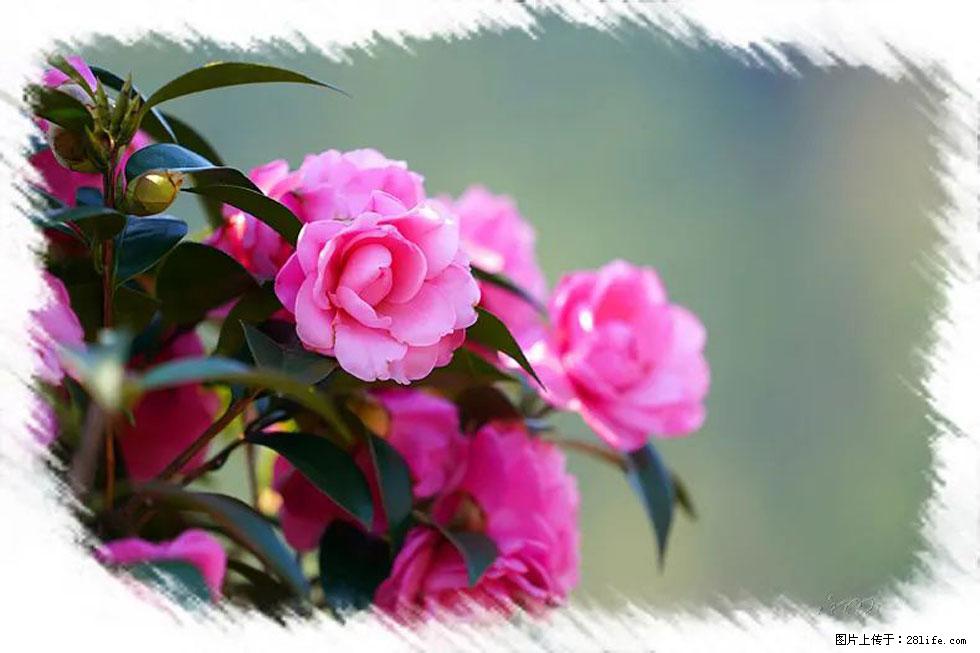 【春天，广西桂林灌阳县向您发出邀请！】杨柳井茶花惹人爱 - 游山玩水 - 莆田生活社区 - 莆田28生活网 pt.28life.net
