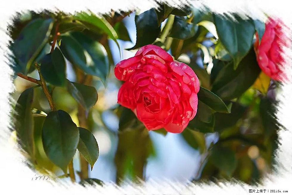 【春天，广西桂林灌阳县向您发出邀请！】杨柳井茶花惹人爱 - 游山玩水 - 莆田生活社区 - 莆田28生活网 pt.28life.net