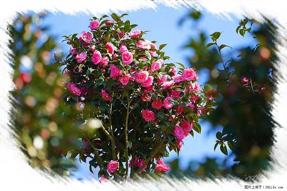 【春天，广西桂林灌阳县向您发出邀请！】杨柳井茶花惹人爱 - 游山玩水 - 莆田生活社区 - 莆田28生活网 pt.28life.net