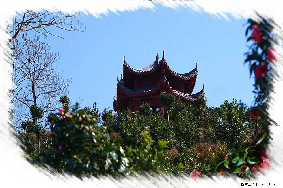 【春天，广西桂林灌阳县向您发出邀请！】杨柳井茶花惹人爱 - 游山玩水 - 莆田生活社区 - 莆田28生活网 pt.28life.net