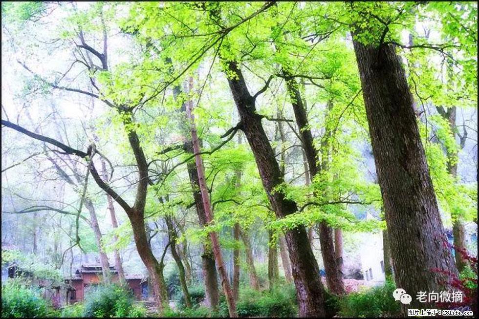 【春天，广西桂林灌阳县向您发出邀请！】在小龙村与春天约会 - 游山玩水 - 莆田生活社区 - 莆田28生活网 pt.28life.net