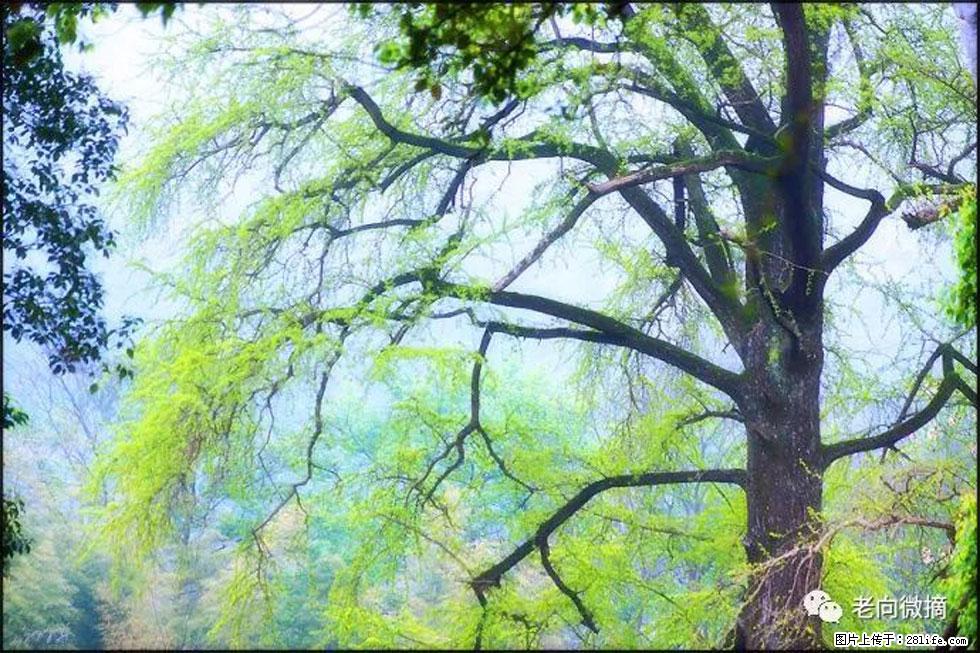 【春天，广西桂林灌阳县向您发出邀请！】在小龙村与春天约会 - 游山玩水 - 莆田生活社区 - 莆田28生活网 pt.28life.net