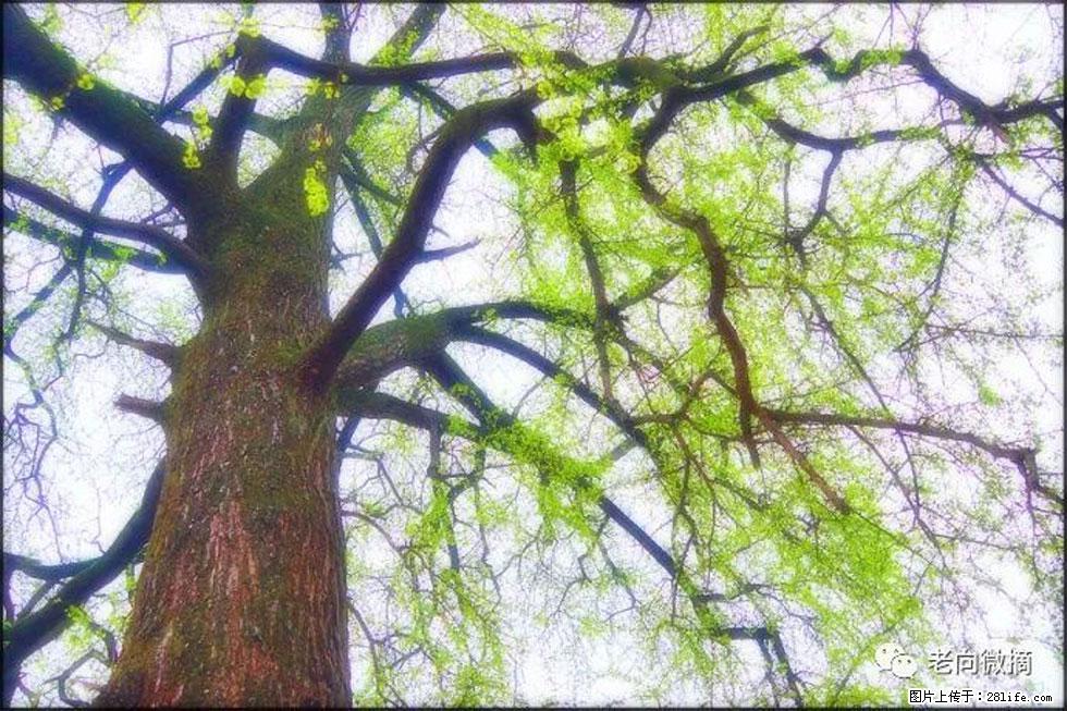 【春天，广西桂林灌阳县向您发出邀请！】在小龙村与春天约会 - 游山玩水 - 莆田生活社区 - 莆田28生活网 pt.28life.net