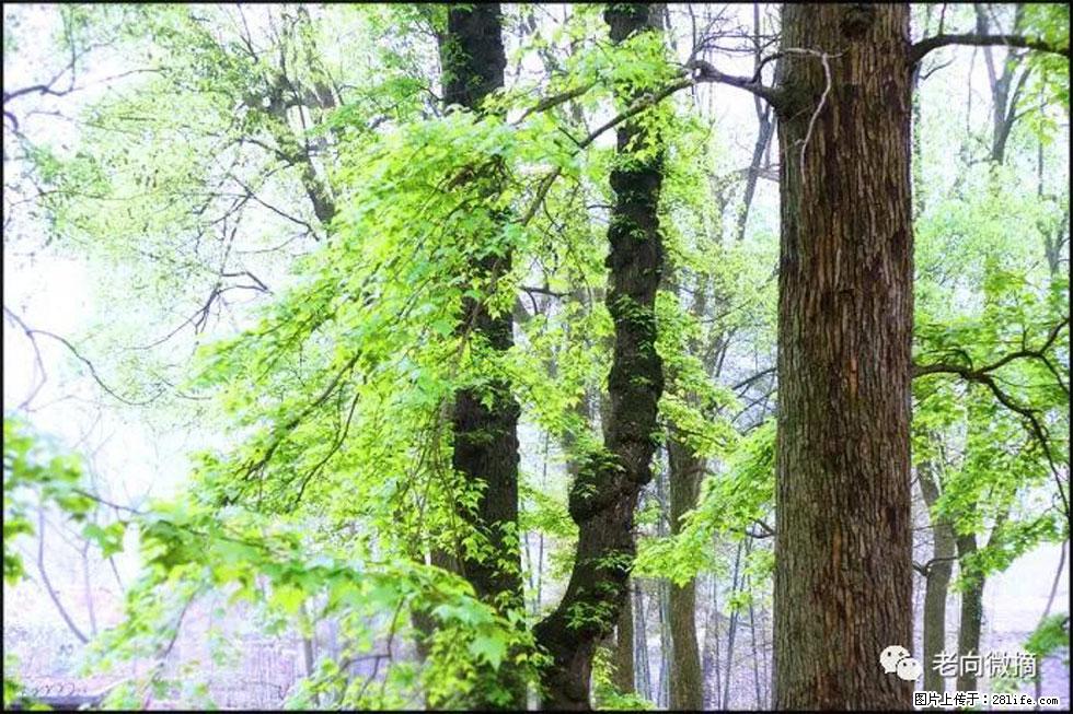 【春天，广西桂林灌阳县向您发出邀请！】在小龙村与春天约会 - 游山玩水 - 莆田生活社区 - 莆田28生活网 pt.28life.net
