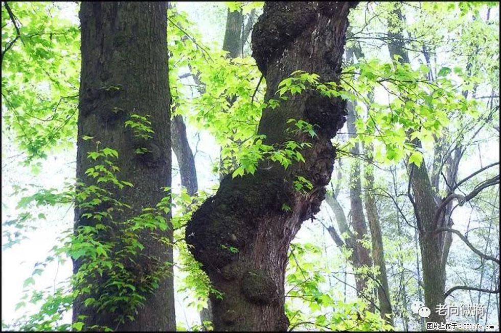 【春天，广西桂林灌阳县向您发出邀请！】在小龙村与春天约会 - 游山玩水 - 莆田生活社区 - 莆田28生活网 pt.28life.net