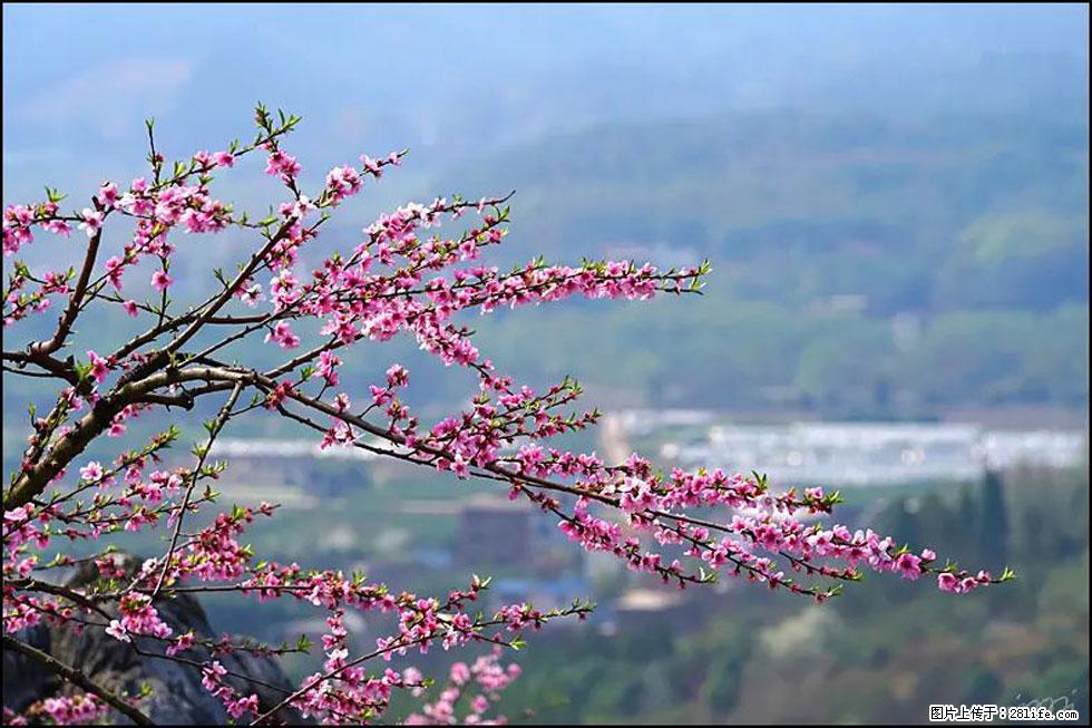 【春天，广西桂林灌阳县向您发出邀请！】望月岭上桃花开 - 游山玩水 - 莆田生活社区 - 莆田28生活网 pt.28life.net