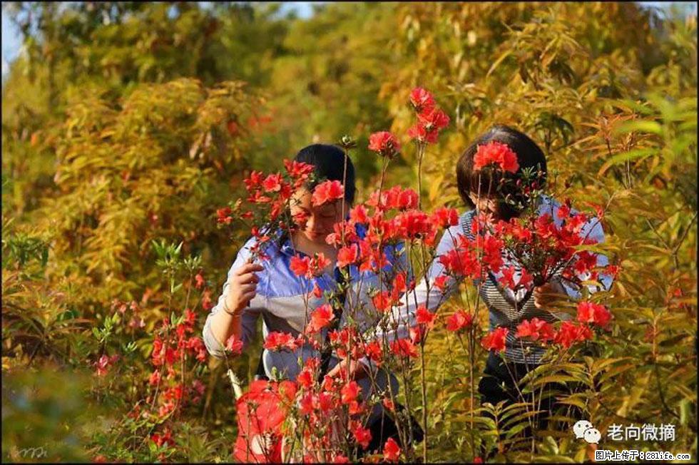 【春天，广西桂林灌阳县向您发出邀请！】登麒麟山，相约映山红 - 游山玩水 - 莆田生活社区 - 莆田28生活网 pt.28life.net