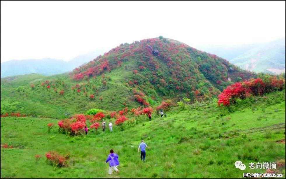 【春天，广西桂林灌阳县向您发出邀请！】宝盖山上映山红 - 游山玩水 - 莆田生活社区 - 莆田28生活网 pt.28life.net