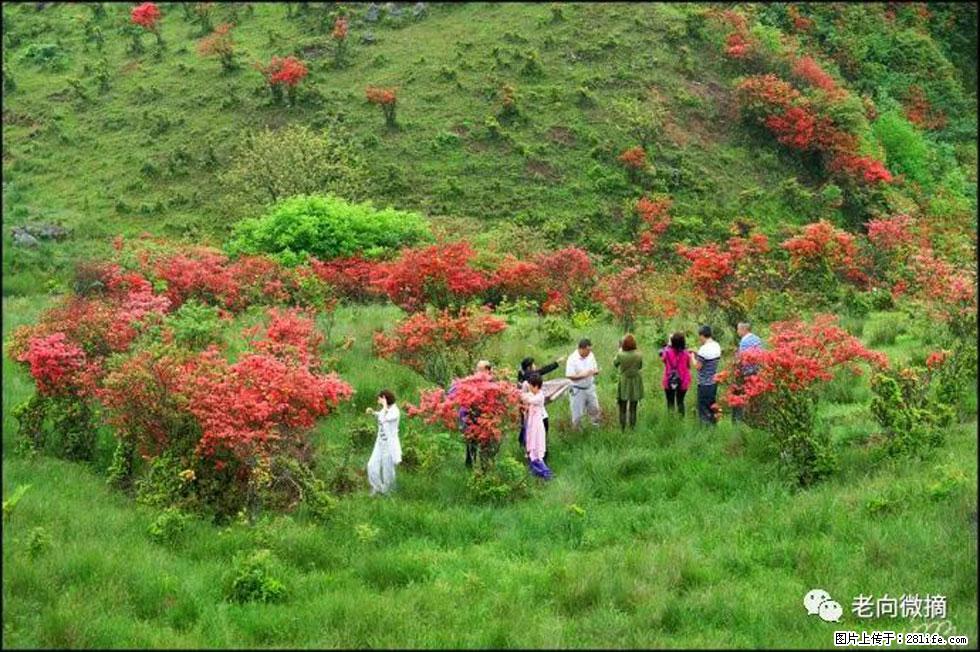 【春天，广西桂林灌阳县向您发出邀请！】宝盖山上映山红 - 游山玩水 - 莆田生活社区 - 莆田28生活网 pt.28life.net