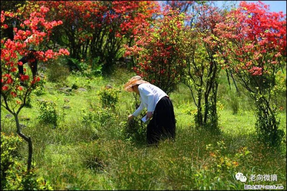 【春天，广西桂林灌阳县向您发出邀请！】宝盖山上映山红 - 游山玩水 - 莆田生活社区 - 莆田28生活网 pt.28life.net