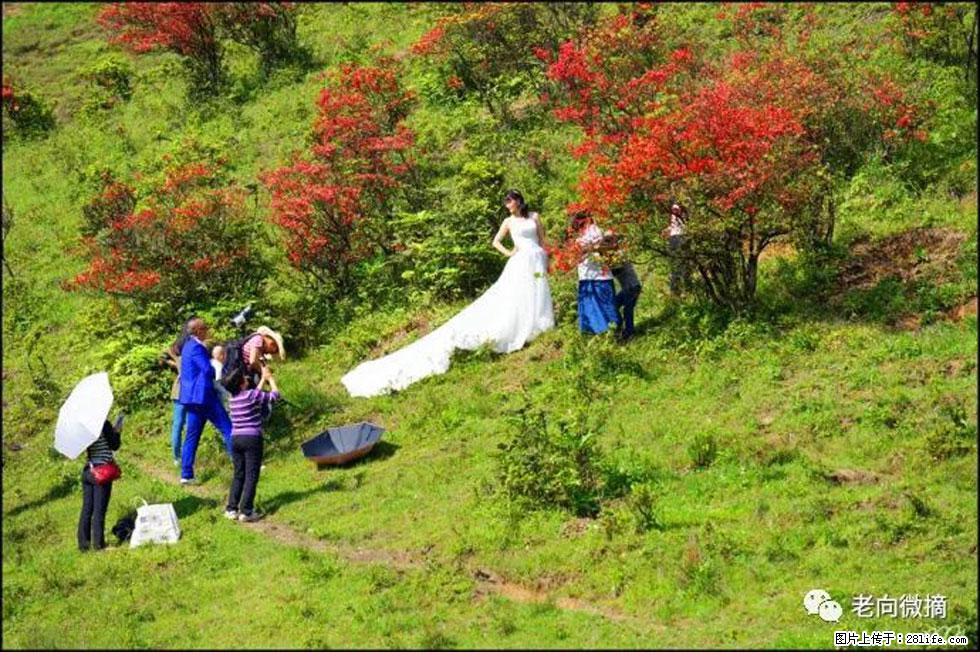 【春天，广西桂林灌阳县向您发出邀请！】宝盖山上映山红 - 游山玩水 - 莆田生活社区 - 莆田28生活网 pt.28life.net