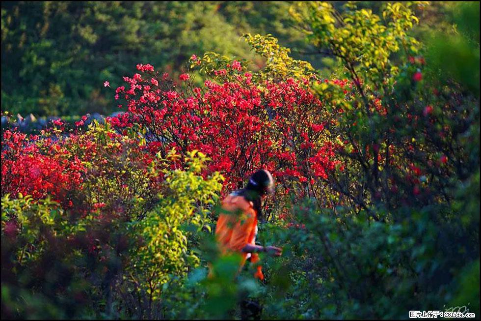 【春天，广西桂林灌阳县向您发出邀请！】春木界上映山红 - 游山玩水 - 莆田生活社区 - 莆田28生活网 pt.28life.net