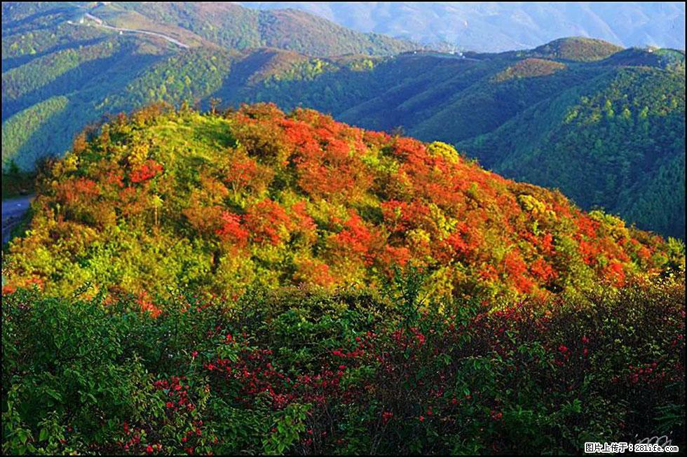【春天，广西桂林灌阳县向您发出邀请！】春木界上映山红 - 游山玩水 - 莆田生活社区 - 莆田28生活网 pt.28life.net