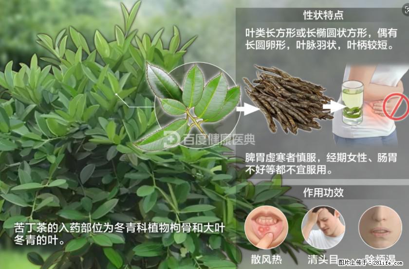 苦丁茶有哪些功效和作用 - 生活百科 - 莆田生活社区 - 莆田28生活网 pt.28life.net