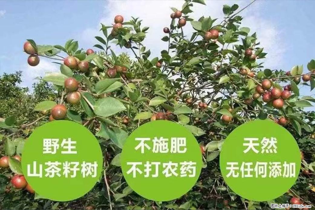 【灌阳县油茶产业示范区】一个有着充实的精神生活的人，对待身外之物自会有一种淡泊的态度 - 土特产 - 饮食特产 - 莆田分类信息 - 莆田28生活网 pt.28life.net