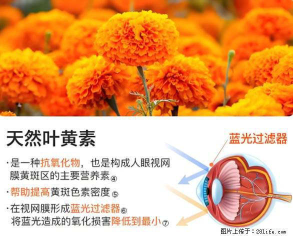 叶黄素有什么功效和作用 - 生活百科 - 莆田生活社区 - 莆田28生活网 pt.28life.net