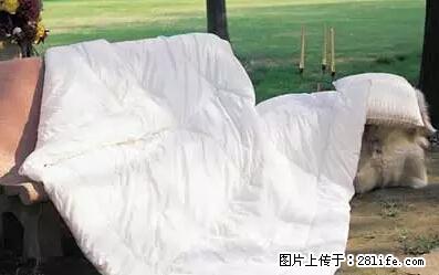 被子有异味？只要这样做，比晒太阳还强100倍！ - 家居生活 - 莆田生活社区 - 莆田28生活网 pt.28life.net