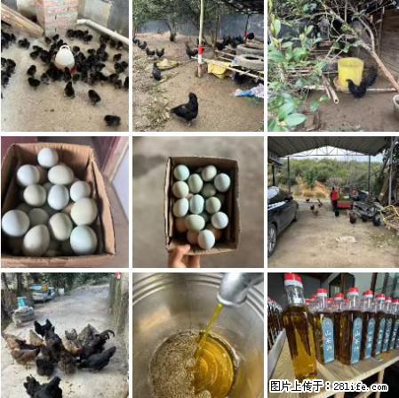 油茶园从小鸡仔开始养起的纯土鸡、土鸡蛋可以预定啦！还有前几天刚榨的纯山茶油哦 - 土特产 - 饮食特产 - 莆田分类信息 - 莆田28生活网 pt.28life.net