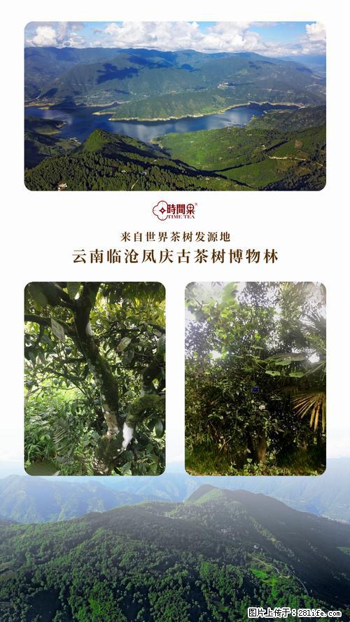 时间果百年古树2025年春红茶 - 购物交流 - 莆田生活社区 - 莆田28生活网 pt.28life.net