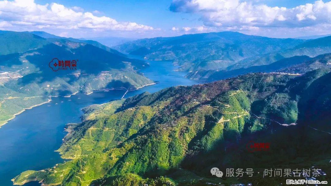 时间果百年古树龙珠普洱生茶 - 购物交流 - 莆田生活社区 - 莆田28生活网 pt.28life.net