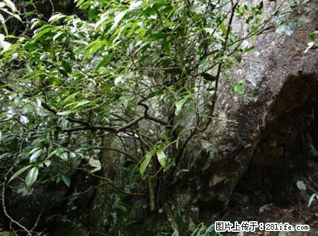 平乐石崖茶，珍贵仅次于金花茶 - 莆田生活资讯 - 莆田28生活网 pt.28life.net
